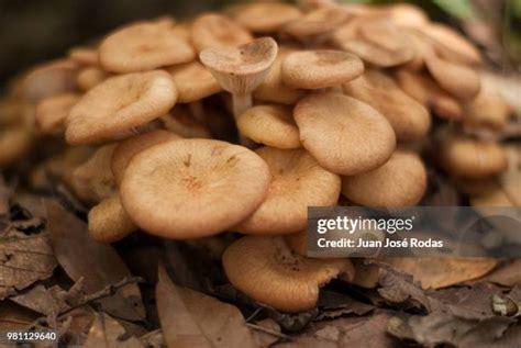 100 Hongos Stock Photos, High-Res Pictures, and Images - Getty Images