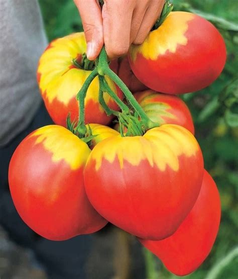 Tomatoes "Scarlet Dawn" - decoration of the garden Scarlet Dawn belongs ...