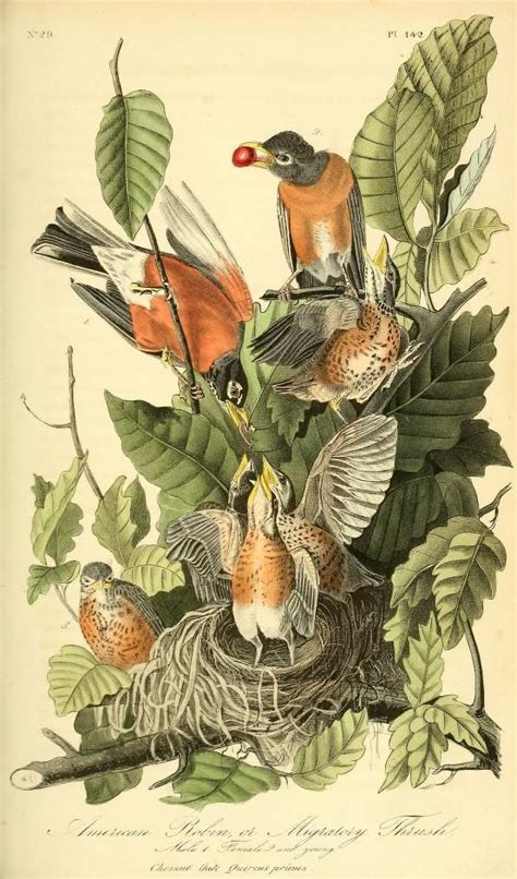 17 Best images about Bird pictures on Pinterest | Natural history, Eggs ...
