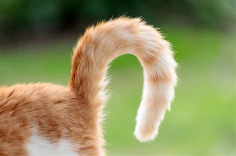 common cancers  cats vet answer signs  treatments