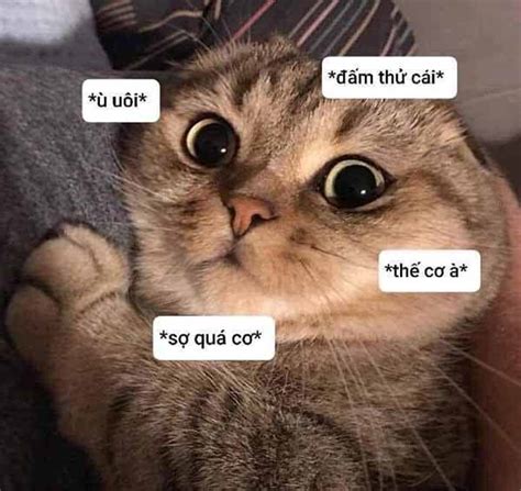 Chia sẻ 84+ sợ meme hay nhất - Sai Gon English Center