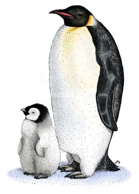 Emperor Penguin Drawing at GetDrawings | Free download
