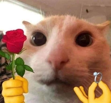 Swaggy Cats ™ on Instagram: “Why not start the new year with some love ...
