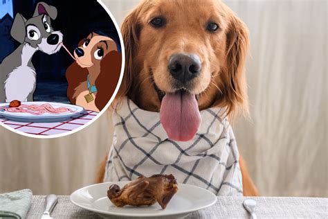 Dog Eating Fried Girls Pussu