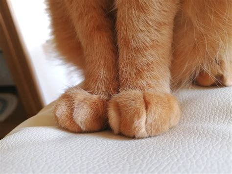 😻Кошачий "массаж": почему кошка топчет вас лапками | Нос, хвост, лапы ...