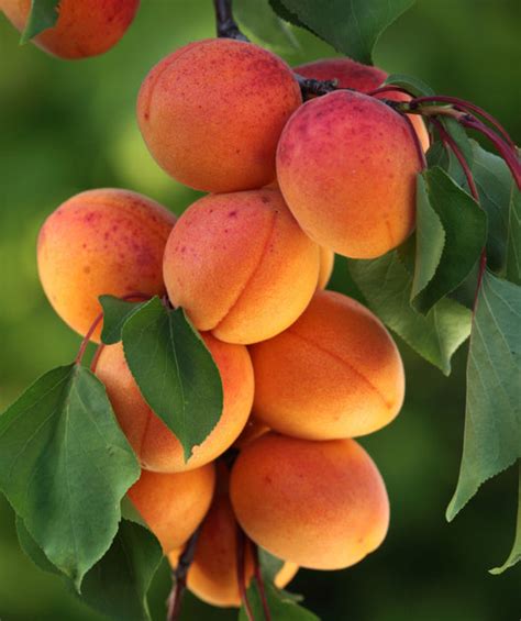 Goldstrike Apricot | Bower & Branch
