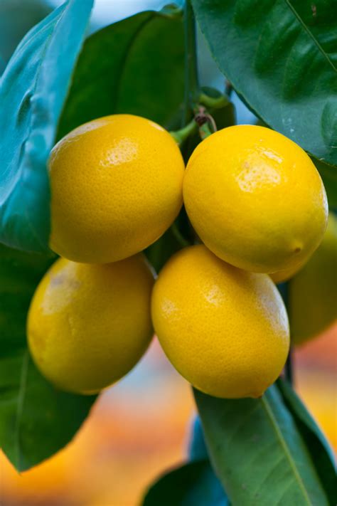What to do with your meyer lemons – Artofit