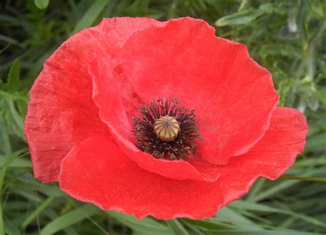 Строение Мака Фото – Telegraph