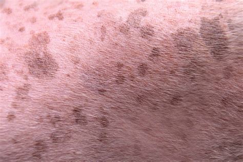 What Are Dark Spots On Dog's Belly at Tracy Dibenedetto blog