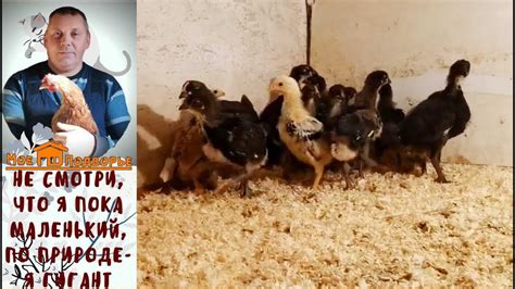 Самая большая курица в мире сколько весит в 3 недели. "Мое Подворье ...