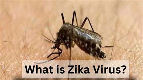 What is Zika Virus? Causes, Symptoms, Treatment, Precautions and More