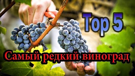 САМЫЕ РЕДКИЕ СОРТА ВИНОГРАДА. ТОП 5 - YouTube