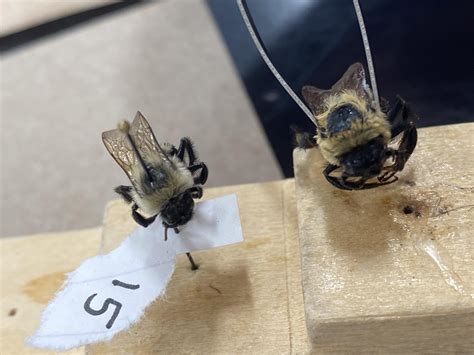 are these bumble bees different : r/whatisthisbug