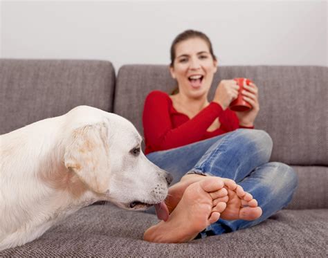 How to stop my dog from licking everything? - DOGS & CATS HQ