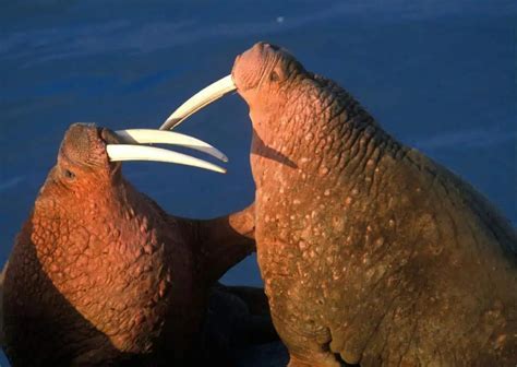 Walrus Behavior - AnimalBehaviorCorner