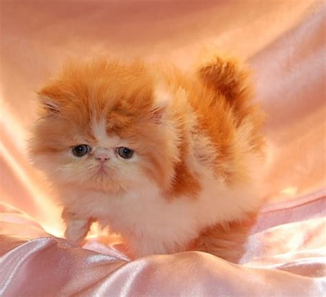 Персидские котята | Рыжий кот