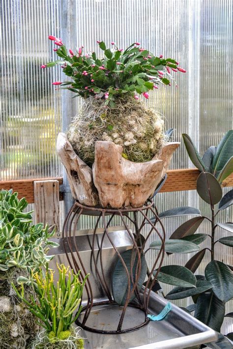 кокедама | Garden, Plants