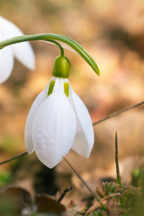 Snowdrop Photos, Download The BEST Free Snowdrop Stock Photos & HD Images