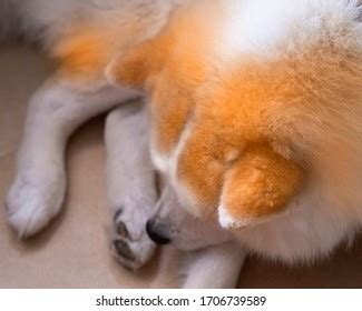 akita inu sleeping lying  floor stock photo  shutterstock
