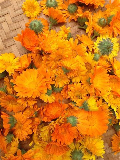 Calendula – Mady Oglu