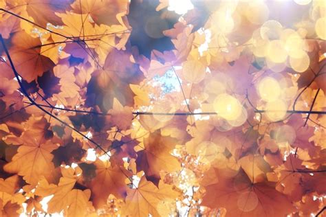 Premium Photo | Orange fall falling leaves autumn background yellow ...