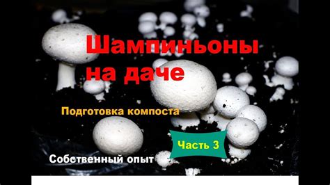 Шампиньоны на даче. Часть 3. Подготовка компоста - YouTube