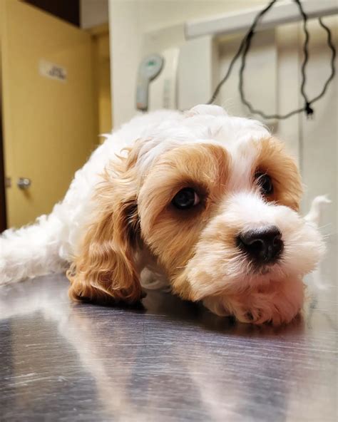 Yorkville Animal Hospital