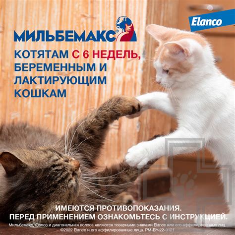 Купить Мильбемакс Антигельминт для кошек и котят (цена за 1 таблетку ...