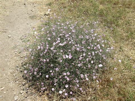 Steppe Flower by revanxexile on DeviantArt