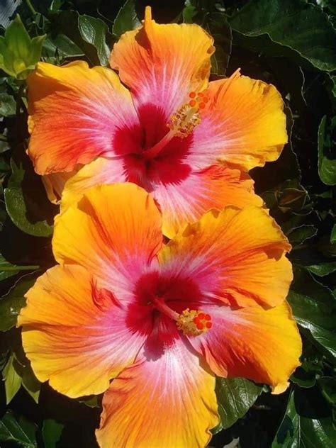 Pin by Adam Reeder on Gardening in 2024 | Beautiful flowers pictures ...