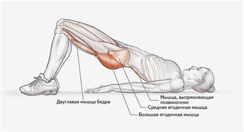 Ягодичный мостик - техника выполнения упражнения