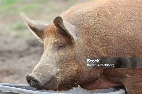 Tamworth Pig Stock Photo - Download Image Now - Adult, Agriculture ...