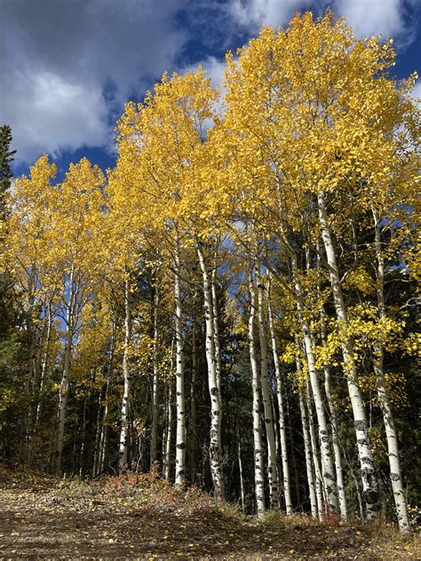 Aspen Tree Traduccion En Espanol at Isaac Perdriau blog