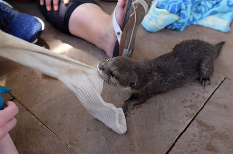 Hubby & Wifey - Life's Little Adventures: Swimming with Otters