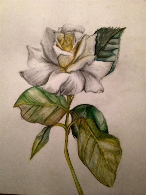 Practice of drawing a rose in water colour pencils for sisters wedding ...