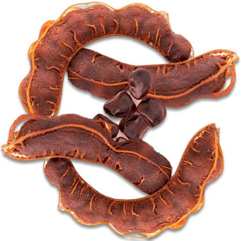 natural fresh organic tamarind   price  purba midnapore radha