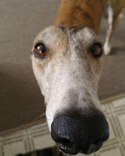 Greyhounds