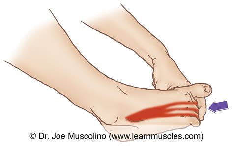 Extensor Digitorum Brevis - Stretching - Learn Muscles
