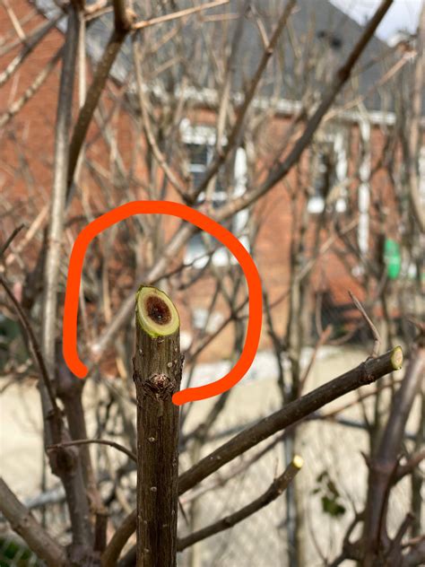 Hydrangea Pruning : r/gardening