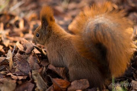 Wiewiórka posters for the wall • posters ore, squirrel, rodent ...