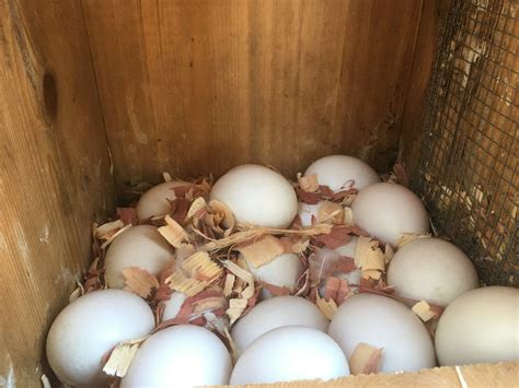 Quabbin birding and beyond: Hooded Merganser nesting season at home