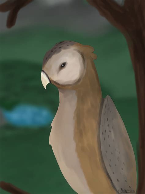 Tyto owl by Flightofwings1234 on DeviantArt