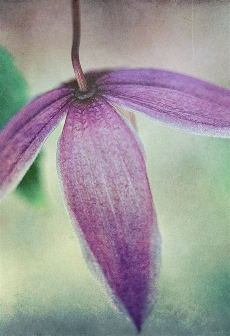 oh flora on Behance