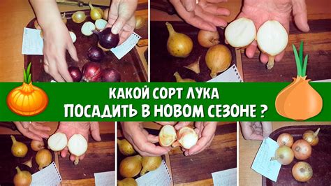 Какой сорт лука посадить в новом сезоне ? Мой видео обзор - YouTube