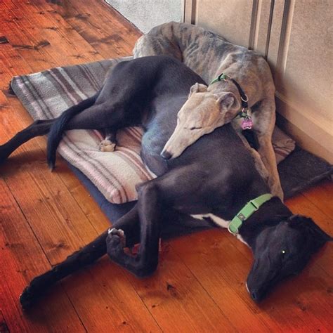 17 Best images about Beautiful Greyhounds. on Pinterest | Beautiful ...