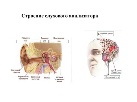Слуховой анализатор - презентация онлайн