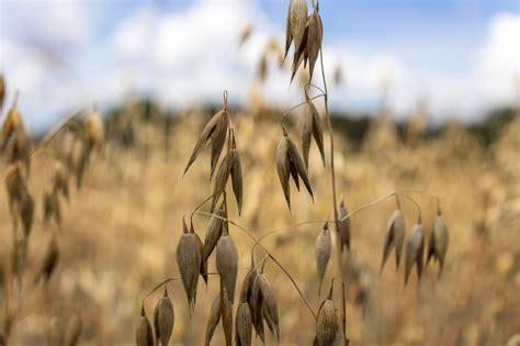 Oat field - Photo #5363 - motosha | Free Stock Photos