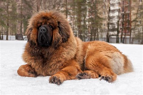 Is the Tibetan Mastiff the Biggest Dog in the World? - Groomers' Land