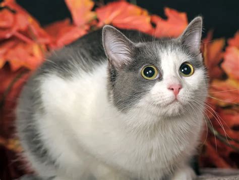 Small spotted cat Stock Photos, Royalty Free Small spotted cat Images ...