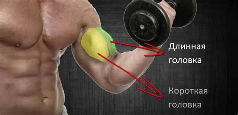 Анатомия мышц руки человека